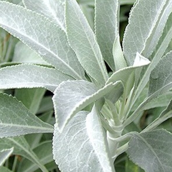 les vertus médicinales de la sauge